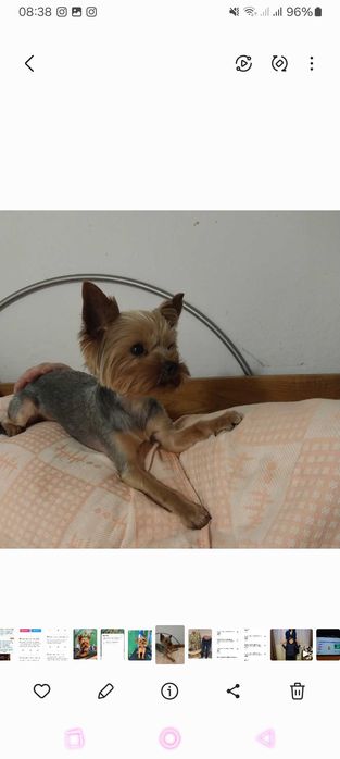 Йорк срочно !!! 3000