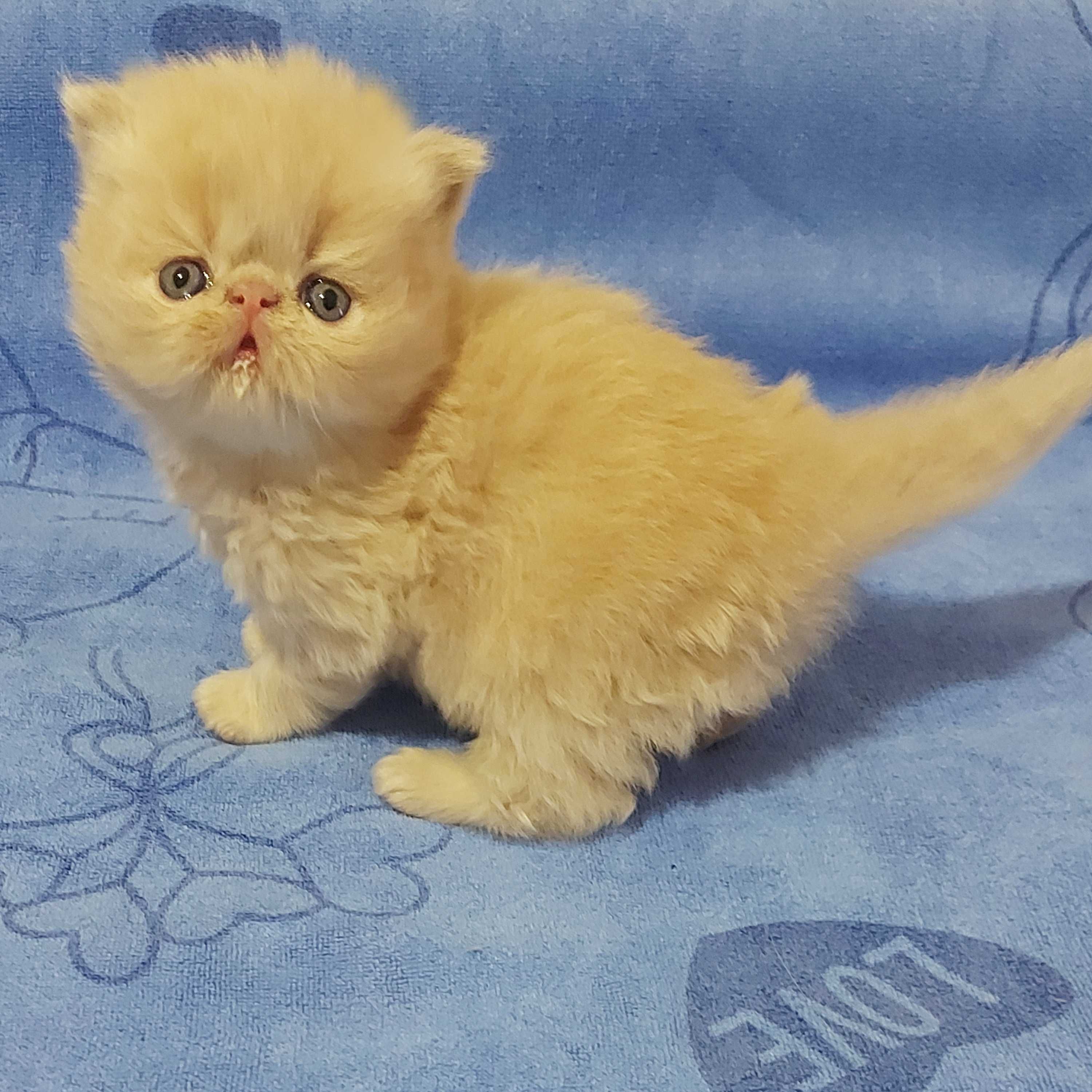 Персидские котята малыши