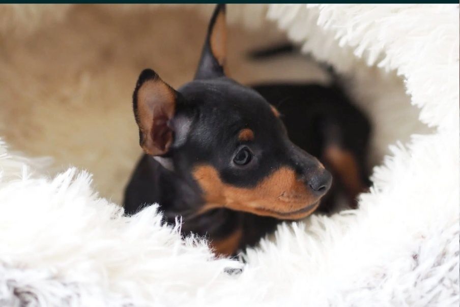 Pinscher miniatura menino