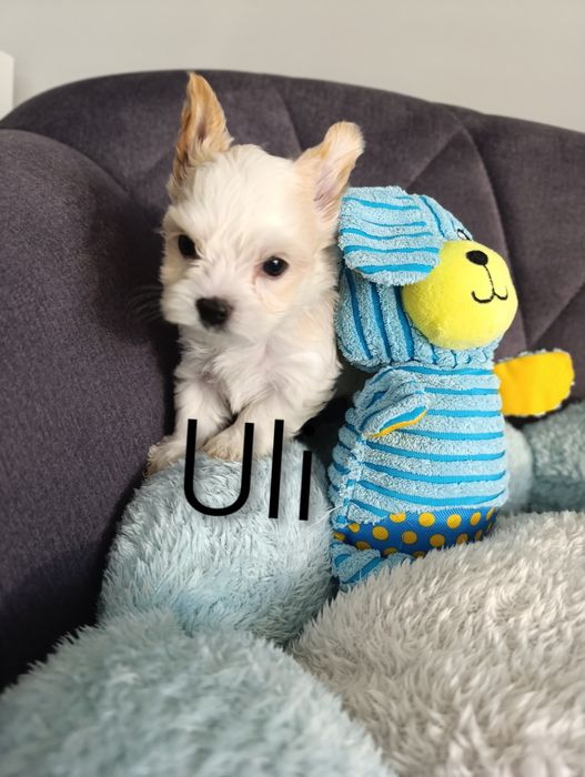 Malutki chłopczyk Golddust Yorkshire terrier