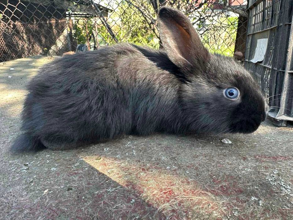 Продам кролей фландер