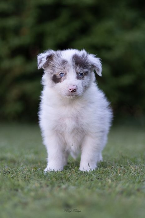 Chłopiec Border Collie red -merle/badania genetyczne/RTG