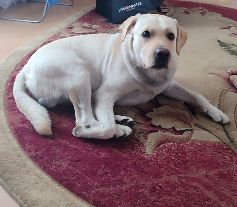 В'язка лабрадора