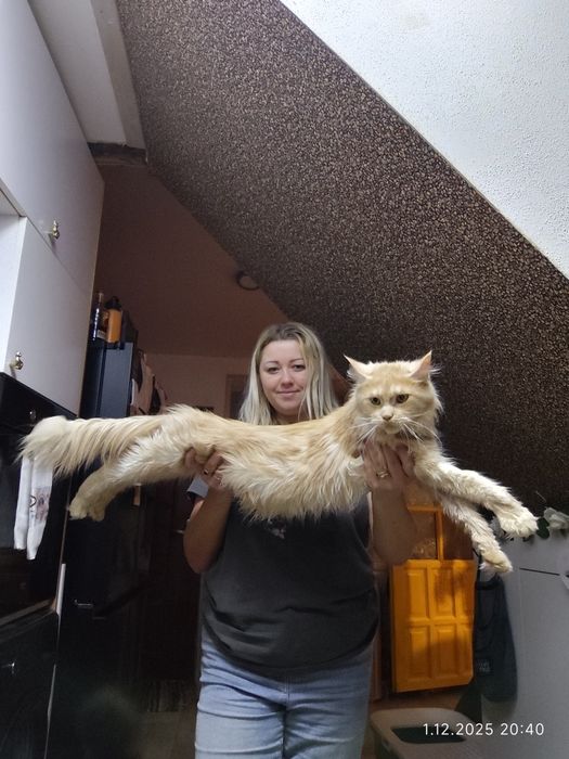 Aslan Kocie Urwisy*PL  Rudy Kocurek Maine Coon