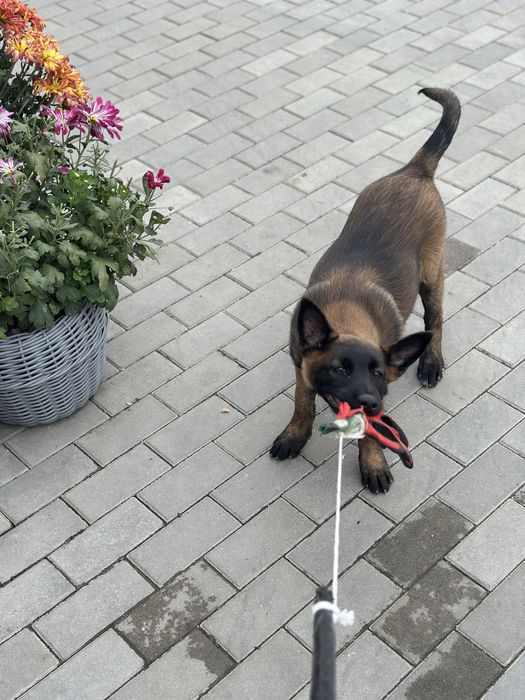 Пропоную дівчинку малінуа
