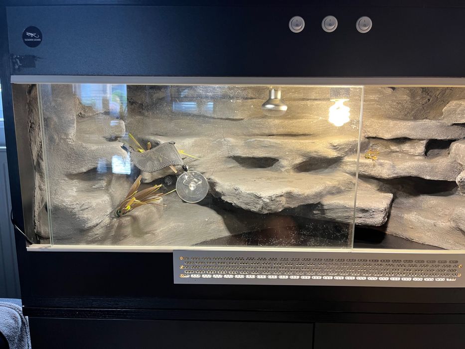 Terrarium dla jaszczurki + akcesoria