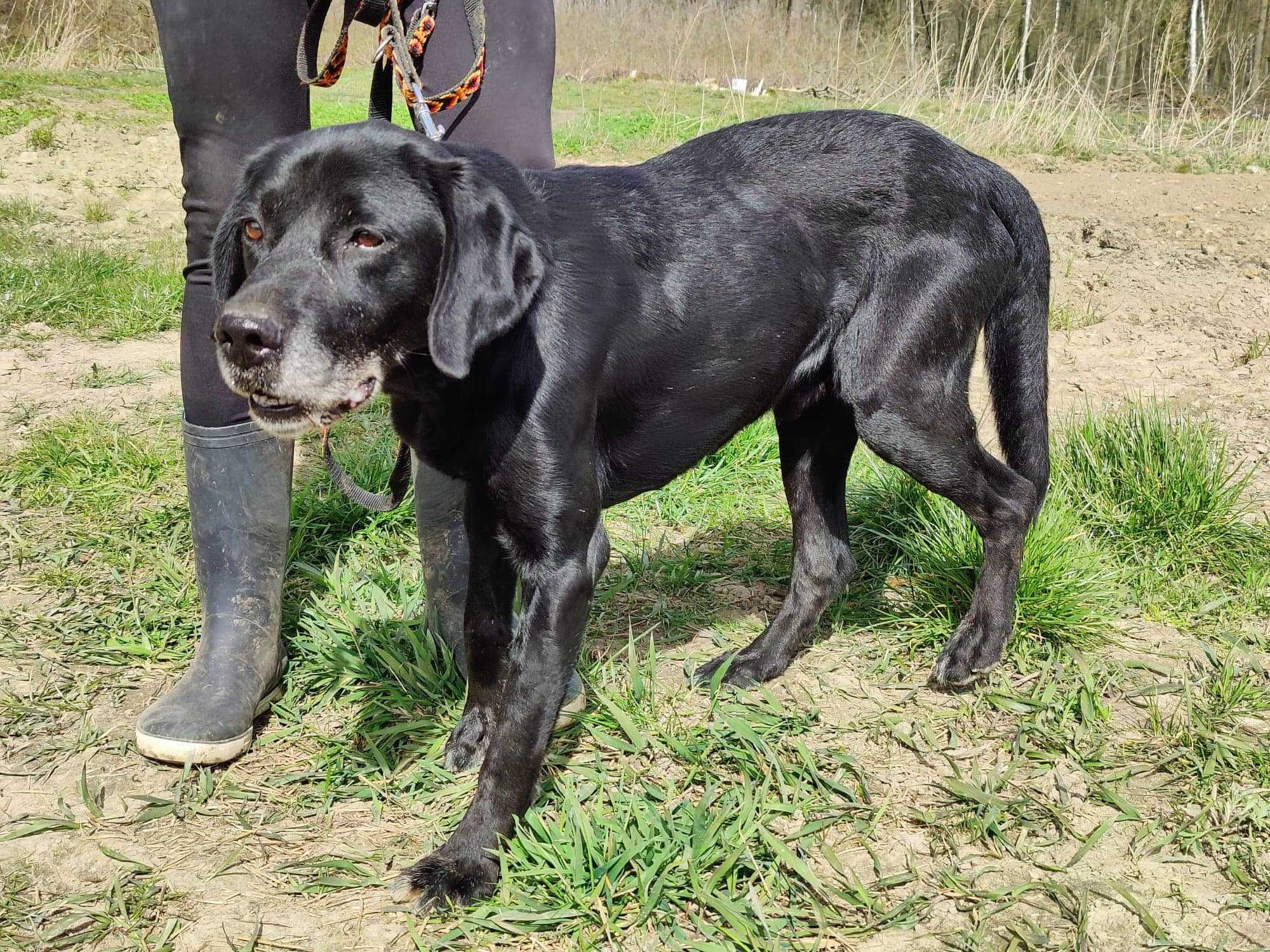 Jimi psi dżentelmen szuka nowej rodziny ADOPCJA