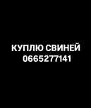 Свині, Жива вага, м'ясо