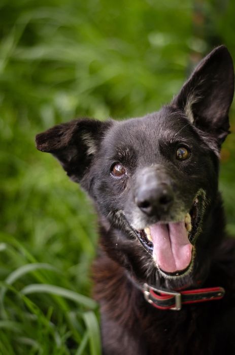 ,,zwykły czarny i brzydki pies"-tak o nim mówią. Zobaczysz coś więcej?