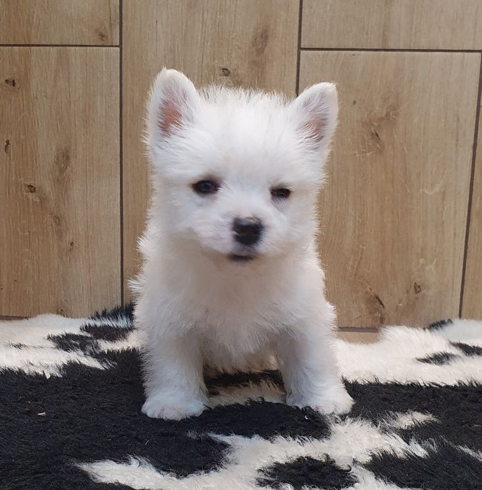 West Highland White Terrier-śliczna sunia