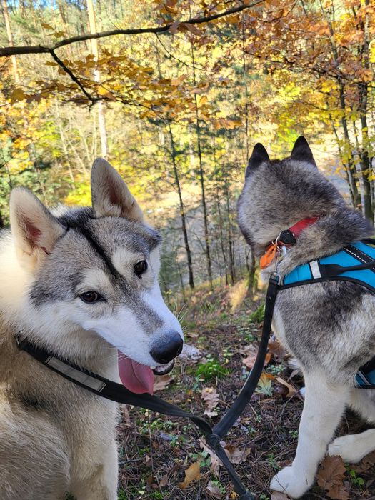 Suczka Siberian Husky szczenię zkwp fci