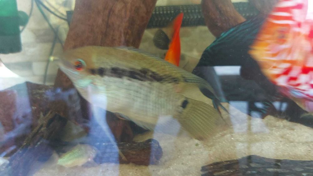 Vendo 2 Mesonautas Festivus e 2 Geophagus sp. “'Tapajos Red Head”