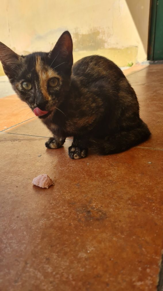 Gata para adoçar