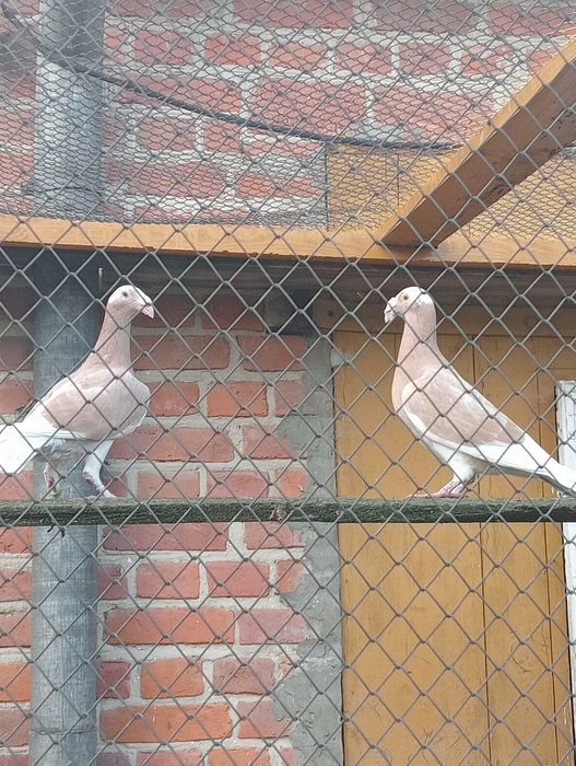 Gołębie rzeszowskie.