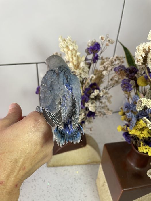 Agapornis azuis domesticados para acabar de criar à mão