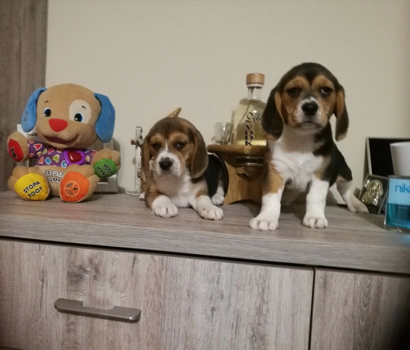 Piękne -szczenię Beagle