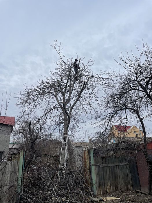 Спил деревьев любой сложности