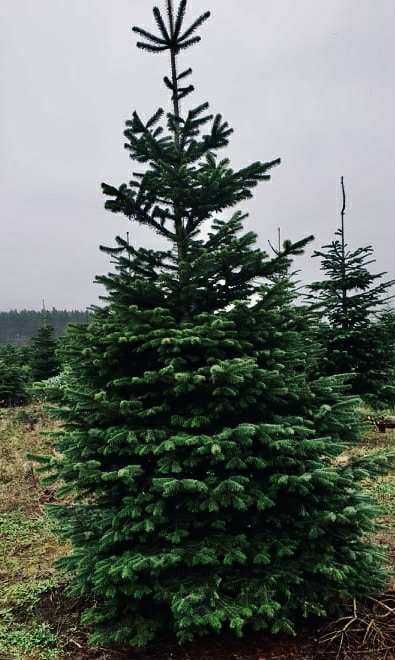 Jodla kaukaska 2.70-4.00 swierk choinki