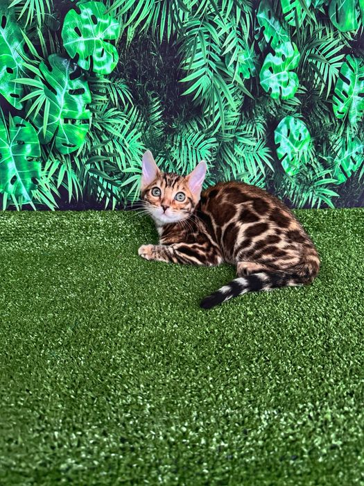 Бенгальський котик