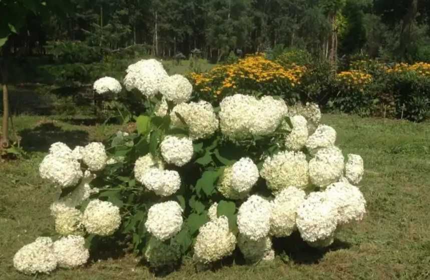 Podpora do roślin kwiatów hortensji ZIELONA OBEJMA RING 10 sztuk
