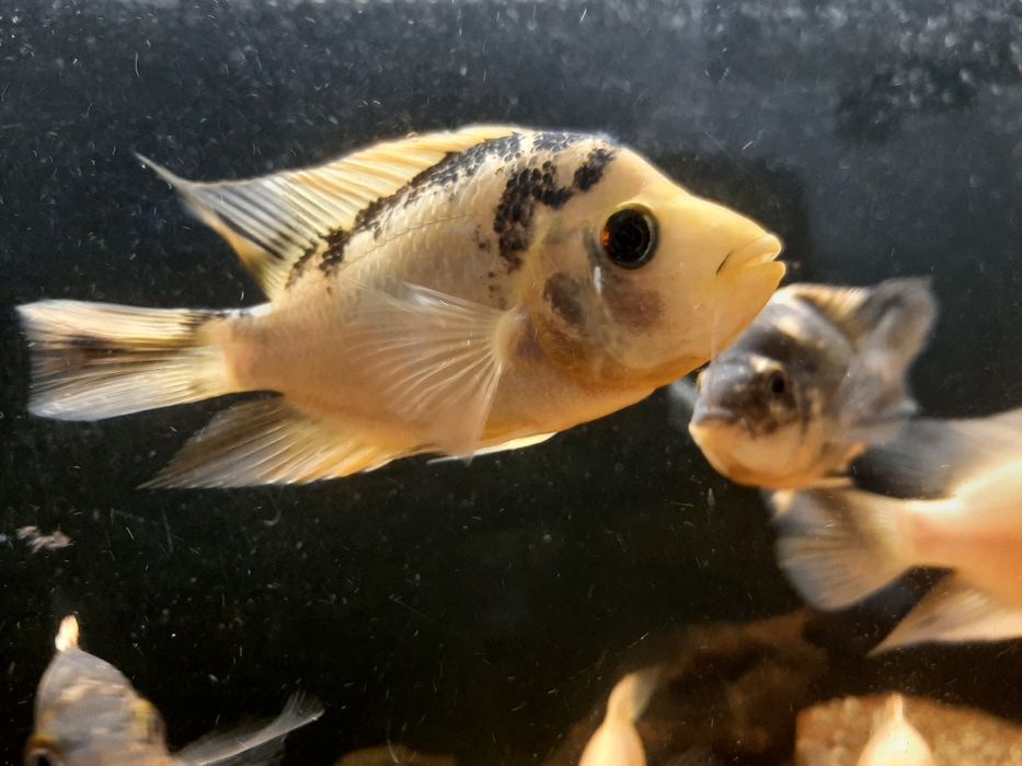 Pielęgnice cytrynowe 16 szt