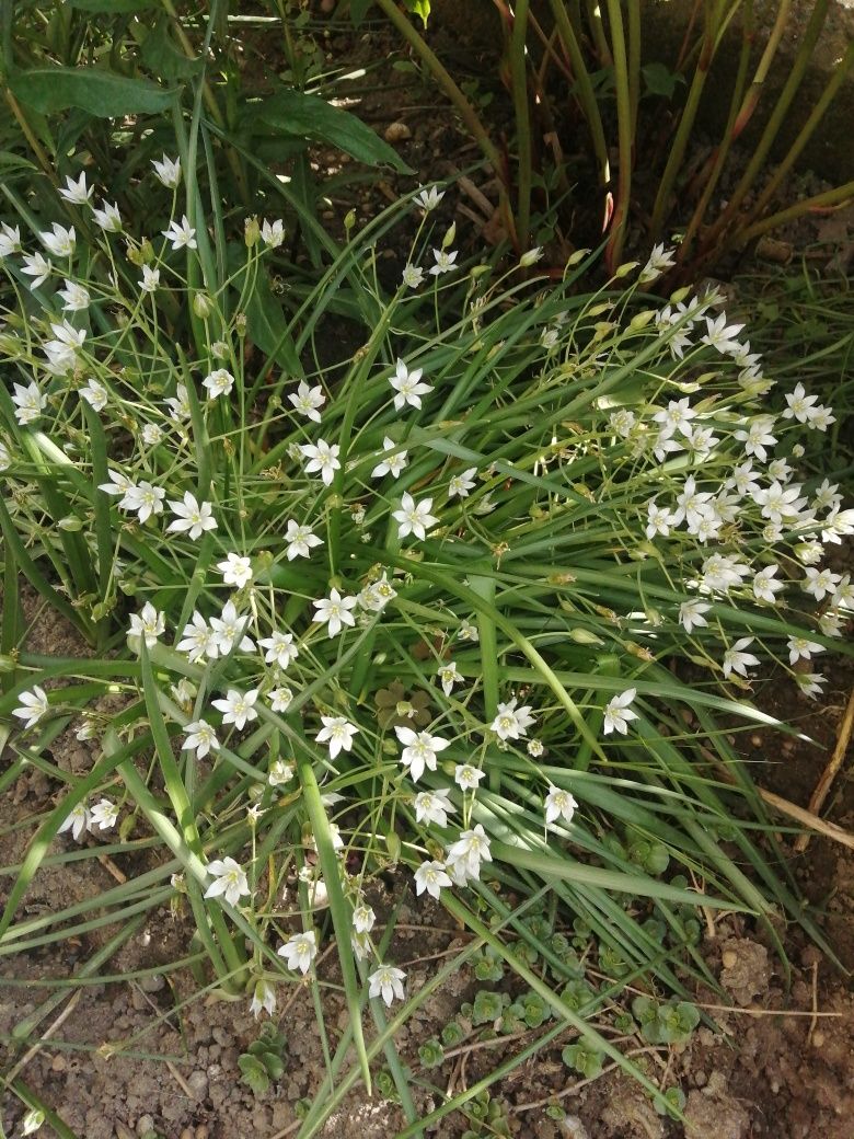 Śniedek blaszkowaty - Cebulica