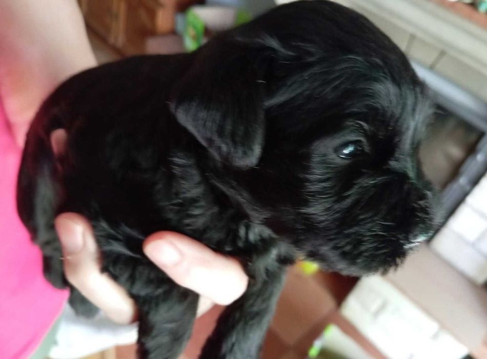 Sznaucer miniaturowy czarna suczka suka szczeniak