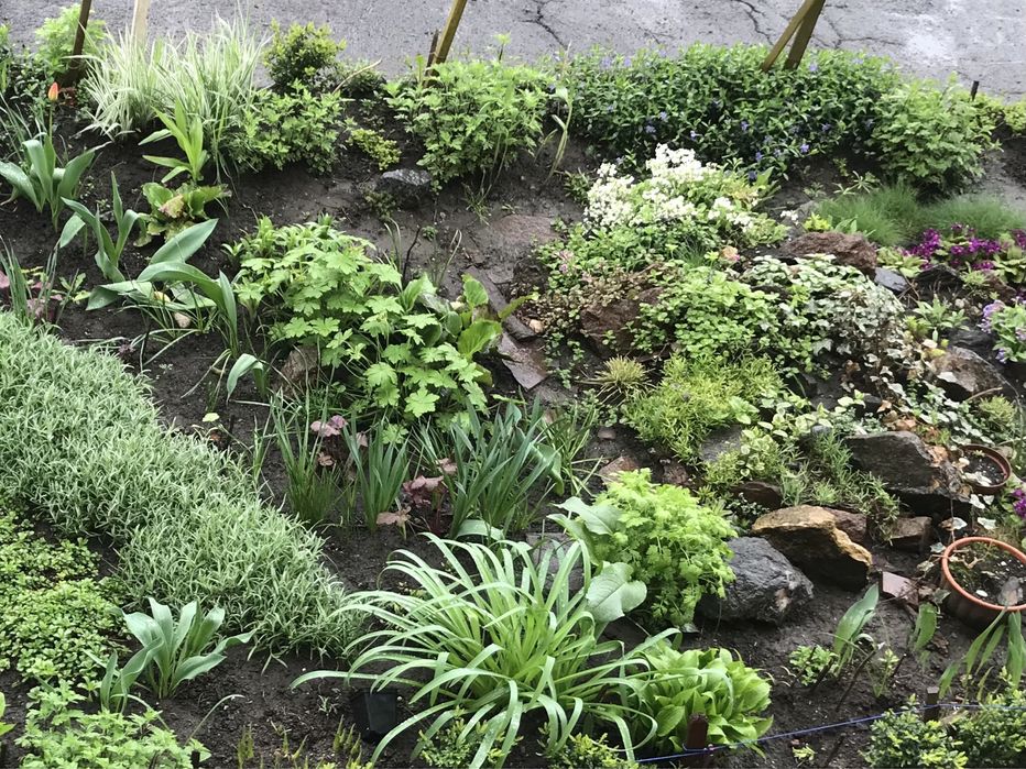 Цветы садовые