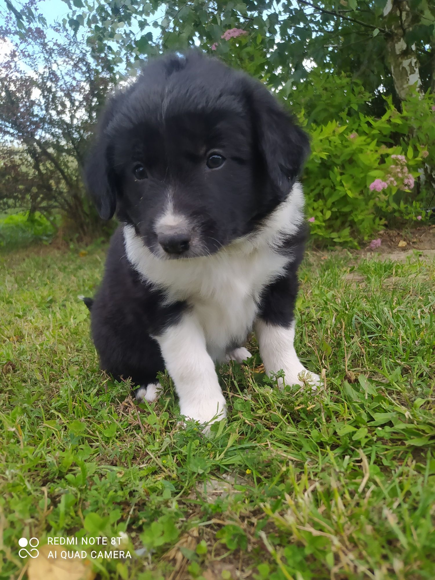 Border Collie - Czarno-biała