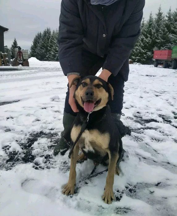 Młody pogodny psiak Batman szuka domu