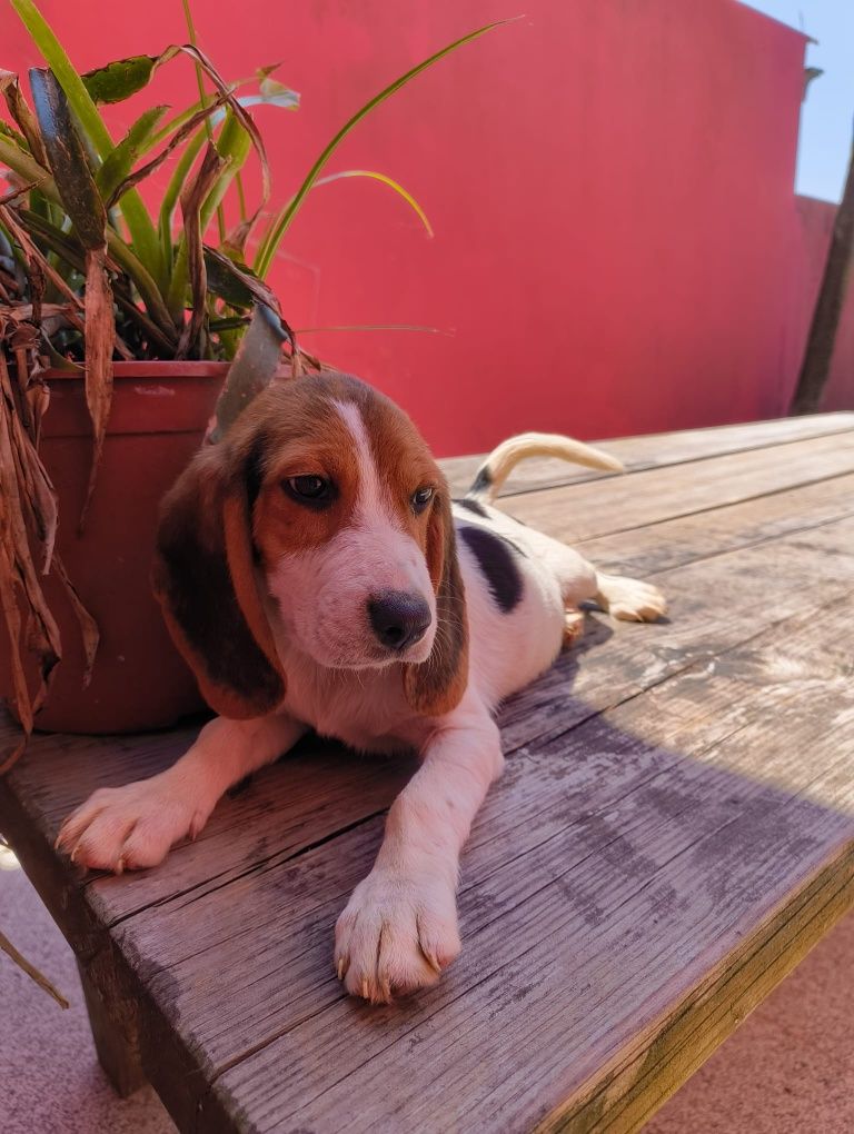 Beagle fantastico fantastico