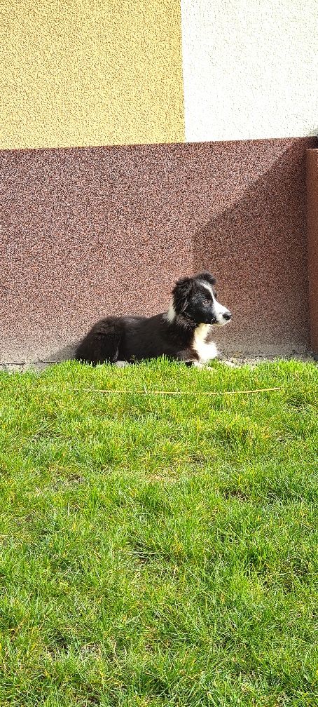 Border Collie suczka