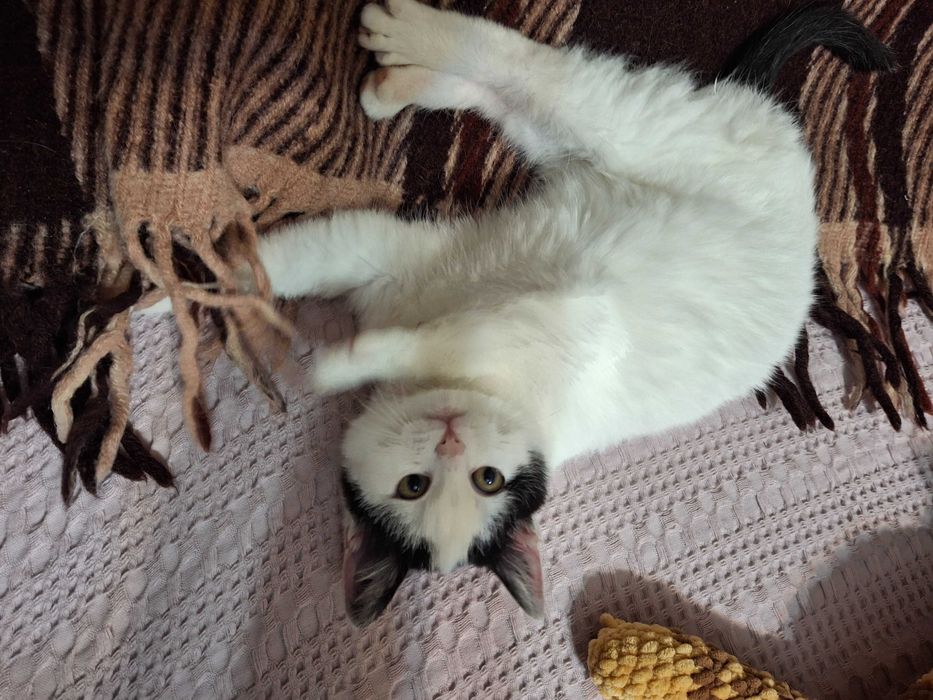 Кошечка, котенок, котик, котята Первомайськ