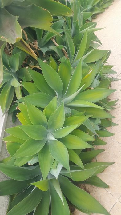 Agaves vários Tamanhos