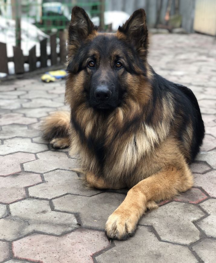 Owczarek do adopcji