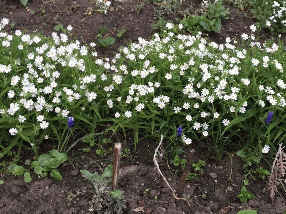 Цветы садовые