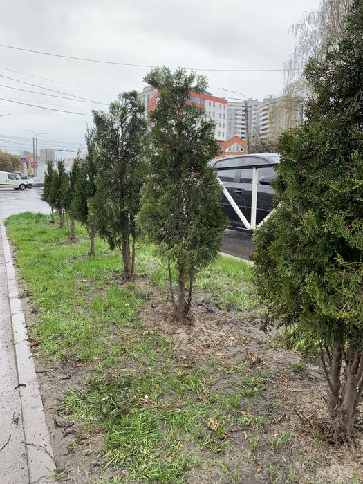 Стригу туї, обрізаю, висаджую квіти, кущі.