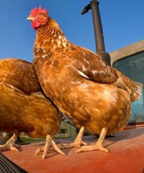 Кури несушки 4шт!