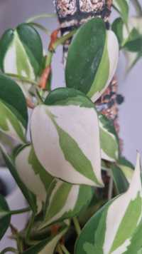 Philodendron Cream Splash - wyjątkowe wybarwienie