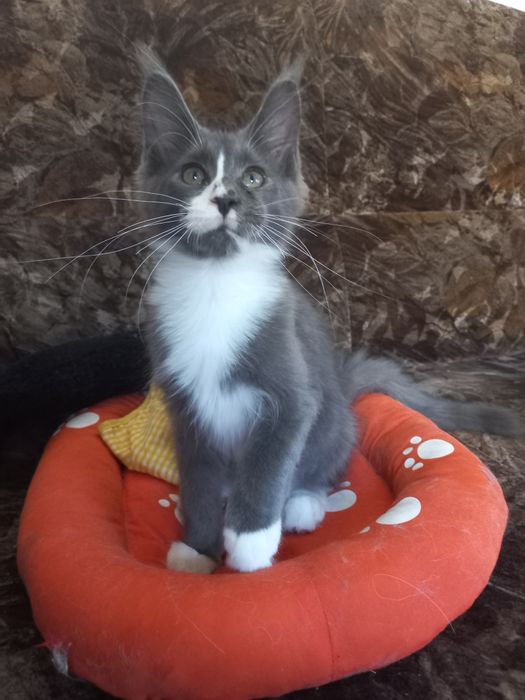 Kocurek Maine Coon