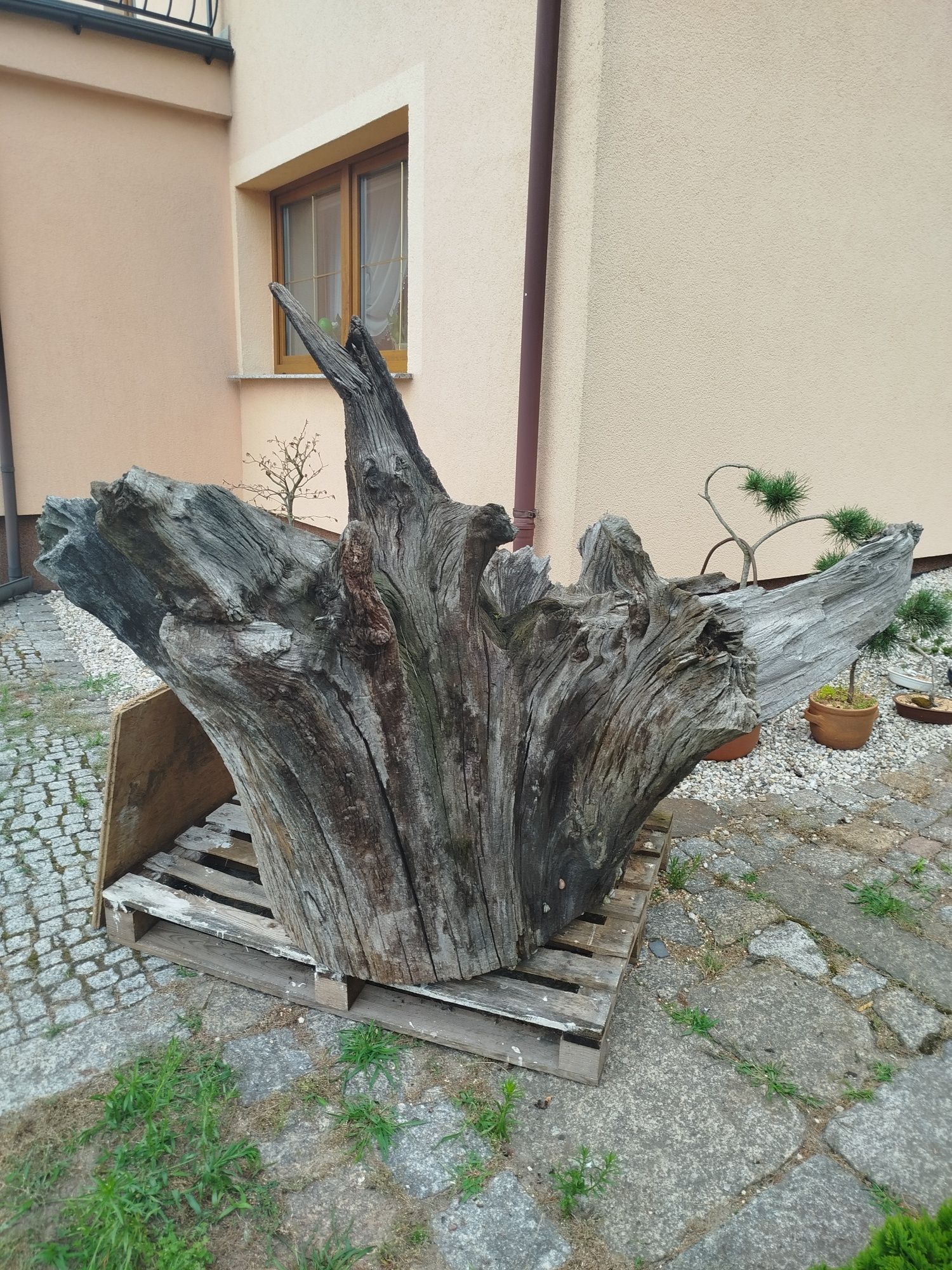 Korzeń dębowy suchy