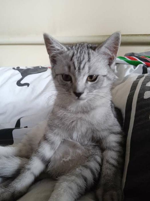 4 kotki szukają kochającego domu