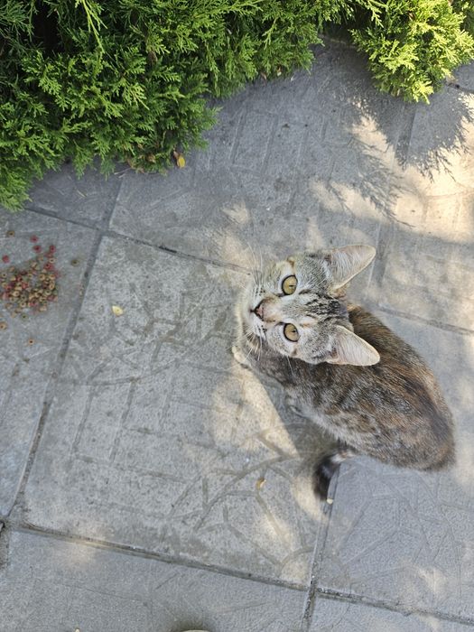 Котята 3 месяца живут на автостоянке