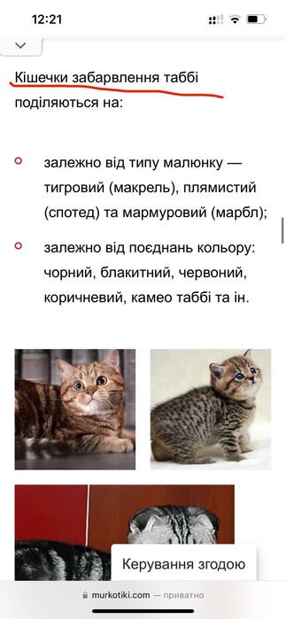 Кошенята скотіш фолд котик висловухий