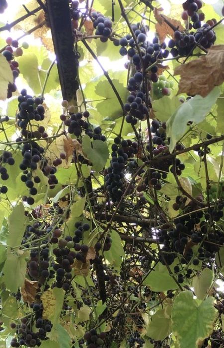 Sprzedam winogrono