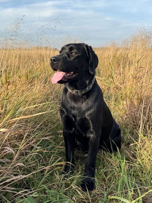 Labrador retriever rodowodowa ZKwP (FCI) wystawowa suczka