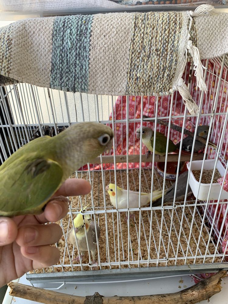 pyrrura pieneple macho criada a mão