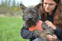 Gringo - wystraszony ale pełen wiary w lepsze jutro -pies do adopcji