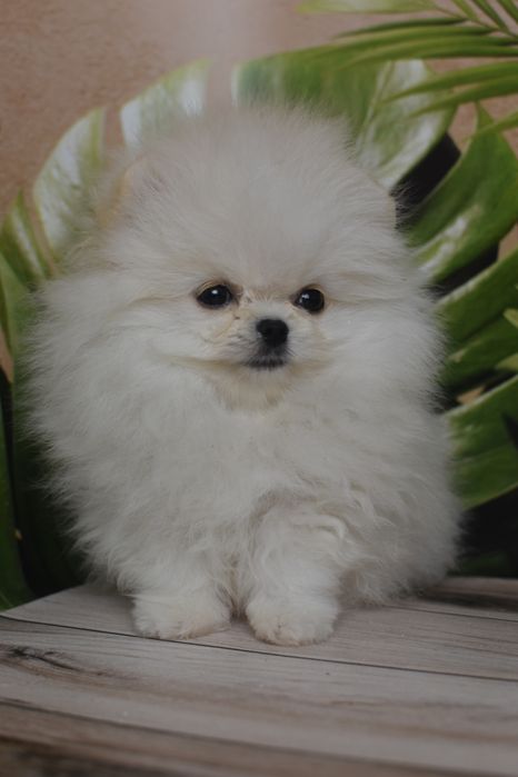 Лучше не найдете ) мини мальчик