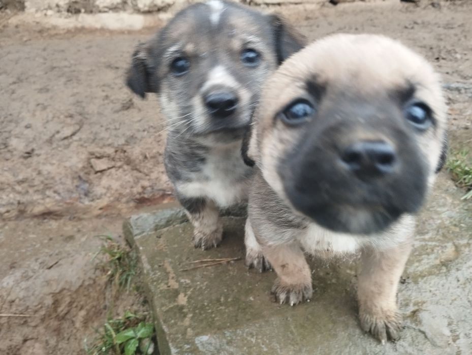 Щенята безкоштовно